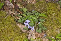 Early Blue Violet, Viola palmata