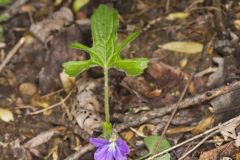 Early Blue Violet, Viola palmata
