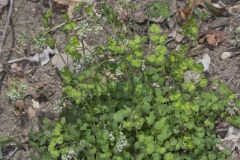 Early Meadow-rue, Thalictrum dioicum