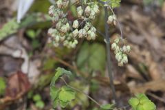 Early Meadow-rue, Thalictrum dioicum