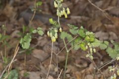 Early Meadow-rue, Thalictrum dioicum