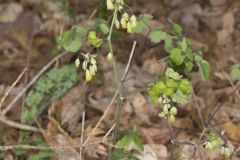 Early Meadow-rue, Thalictrum dioicum