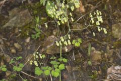 Early Meadow-rue, Thalictrum dioicum