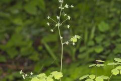 Early Meadow-rue, Thalictrum dioicum