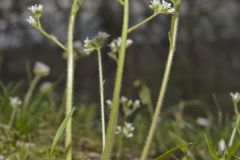 Early Saxifrage, Micranthes virginiensis