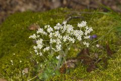 Early Saxifrage, Micranthes virginiensis