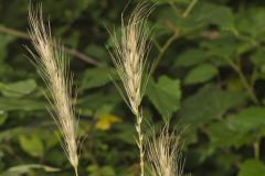 Early Wildrye, Elymus macgregorii