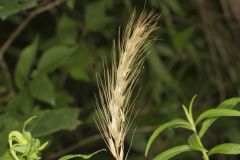 Early Wildrye, Elymus macgregorii