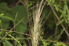 Early Wildrye, Elymus macgregorii