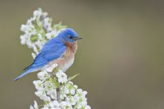 Eastern Bluebird, Sialia sialis