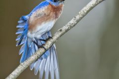 Eastern Bluebird, Sialia sialis