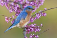 Eastern Bluebird, Sialia sialis