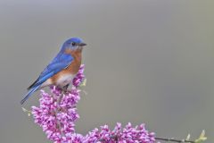 Eastern Bluebird, Sialia sialis