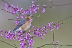 Eastern Bluebird, Sialia sialis