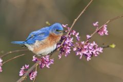 Eastern Bluebird, Sialia sialis