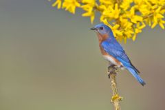 Eastern Bluebird, Sialia sialis