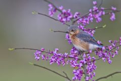 Eastern Bluebird, Sialia sialis