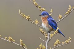 Eastern Bluebird, Sialia sialis