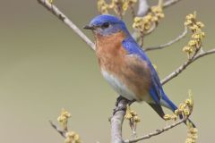 Eastern Bluebird, Sialia sialis