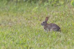 Eastern Cottontail Rabbit, Sylvilagus floridanus