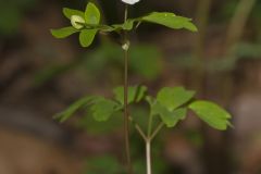 Eastern False Rue Anemone, Enemion biternatum