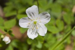 Eastern False Rue Anemone, Enemion biternatum