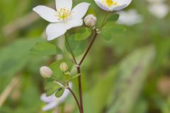 Eastern False Rue Anemone, Enemion biternatum