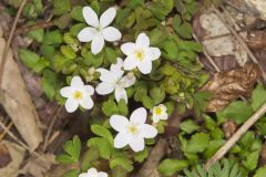 Eastern False Rue Anemone, Enemion biternatum