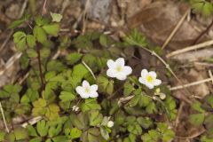 Eastern False Rue Anemone, Enemion biternatum