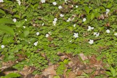 Eastern False Rue Anemone, Enemion biternatum