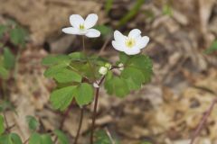 Eastern False Rue Anemone, Enemion biternatum