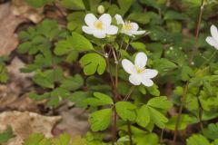 Eastern False Rue Anemone, Enemion biternatum