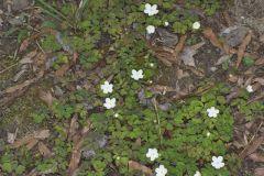 Eastern False Rue Anemone, Enemion biternatum