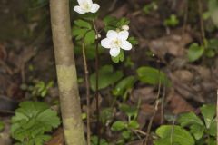 Eastern False Rue Anemone, Enemion biternatum