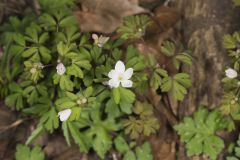 Eastern False Rue Anemone, Enemion biternatum