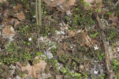 Eastern False Rue Anemone, Enemion biternatum