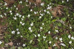 Eastern False Rue Anemone, Enemion biternatum