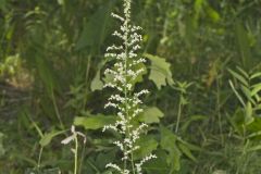 Eastern Featherbells, Stenanthium gramineum