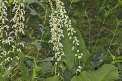 Eastern Featherbells, Stenanthium gramineum