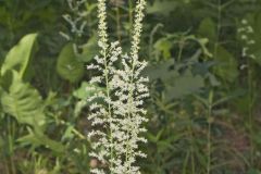 Eastern Featherbells, Stenanthium gramineum