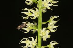 Eastern Featherbells, Stenanthium gramineum