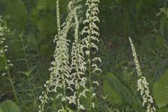 Eastern Featherbells, Stenanthium gramineum