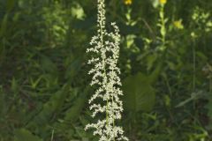 Eastern Featherbells, Stenanthium gramineum