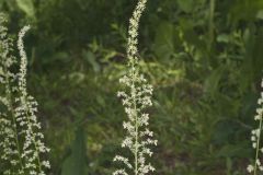 Eastern Featherbells, Stenanthium gramineum