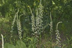 Eastern Featherbells, Stenanthium gramineum