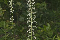 Eastern Featherbells, Stenanthium gramineum