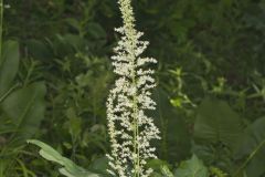 Eastern Featherbells, Stenanthium gramineum