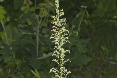 Eastern Featherbells, Stenanthium gramineum