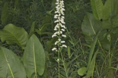 Eastern Featherbells, Stenanthium gramineum