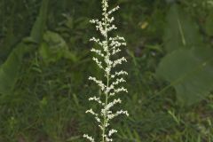 Eastern Featherbells, Stenanthium gramineum